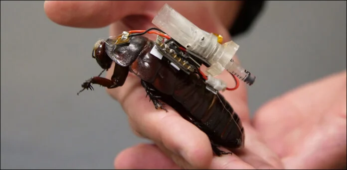 Cyborg-cockroache-696x342 (1)