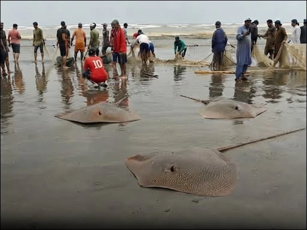 stingrays1788605341-0-600x450