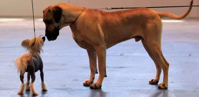 Larg-dogs-696x342