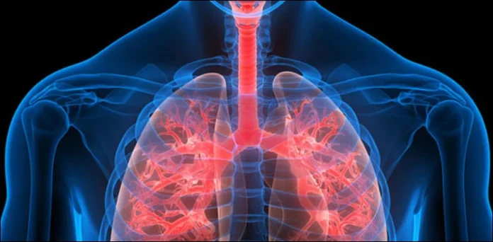 Lungs